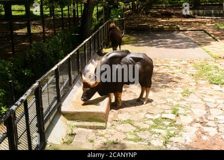 Kerala, Inde. 07 septembre 2019. Bison indien ou Gaur sauvage mangeant de l'herbe au zoo de Thiruvananthapuram ou au parc zoologique. Banque D'Images