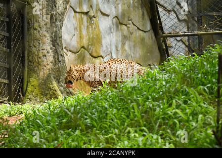Kerala, Inde. 07 septembre 2019. Cheetah dans le zoo de Thiruvananthapuram ou le parc zoologique. Banque D'Images