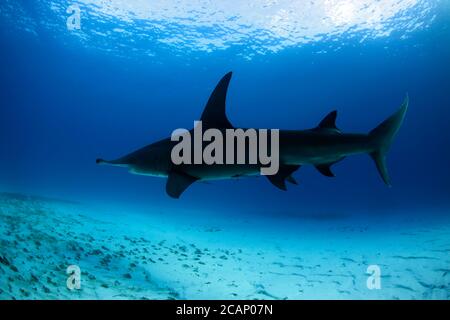 Grand requin marteau (Sphyrna mokarran) entre la surface et le fond de sable. Tiger Beach, Bahamas Banque D'Images