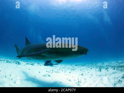 Infirmière Shark (Ginglymostoma cirrhotum) natation de près. Bimini, Bahamas Banque D'Images