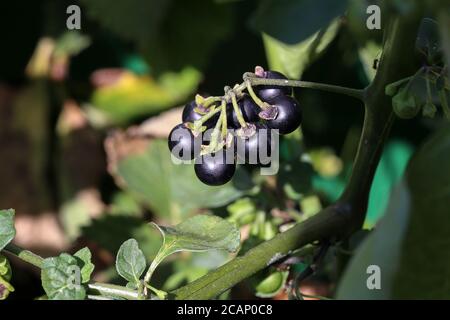 Les baies noires mûrissent sur la brousse Banque D'Images