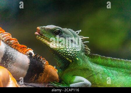 Iguana vert. Iguana - également connu sous le nom de l'iguana commune ou de l'iguana américaine. Les familles de lézard, regardent vers un regard lumineux regardant dans la même direction que nous Banque D'Images