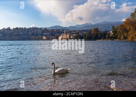 Belle vue panoramique sur le lac de Lugano et le centre-ville de Lugano par une belle journée d'automne avec ciel bleu, un cygne blanc en premier plan, canton du Tessin, Banque D'Images