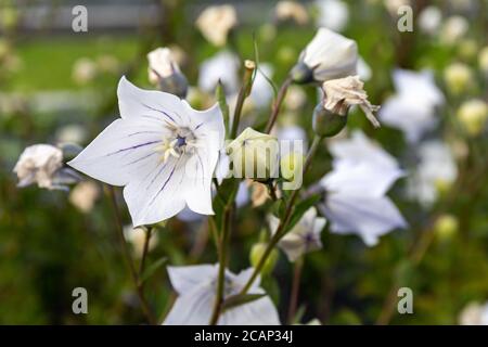 Gros plan de Platycodon grandiflorus fleur blanche avec nervures violettes. Il est communément appelé fleur de ballon, bellflower chinois ou platycodon. Banque D'Images