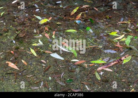 Automne feuilles flottant sur l'eau Banque D'Images