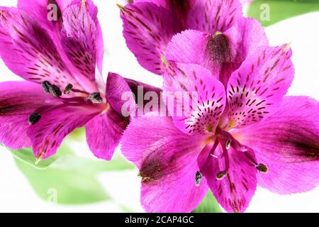 Gros plan de fleurs d'Alstroemeria rose violet Banque D'Images