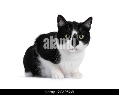 Beau chat de maison noir et blanc qui se lase sur les côtés. Regarder tout droit avec les yeux verts. Isolé sur fond blanc. Banque D'Images