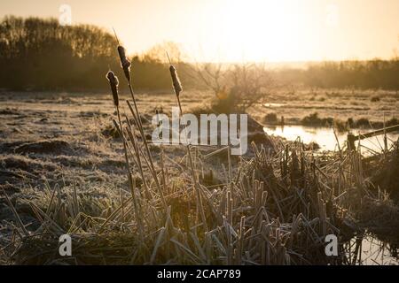 Burorushes et herbes surgelées à Cornmill Meadow, Waltham Abbey, Essex, Royaume-Uni Banque D'Images