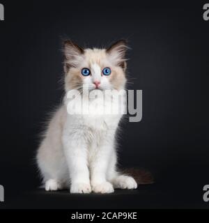 Impressionnant sceau bicolore Ragdoll chat chaton, assis face à l'avant. Regarder l'appareil photo avec des yeux bleus fascinants. Isolé sur fond noir. Banque D'Images