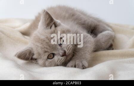 Chat pylashort britannique. chat fumé. Petit chaton mignon se cache et regarde vers l'avant. 08 août, Journée mondiale de la Cat Banque D'Images