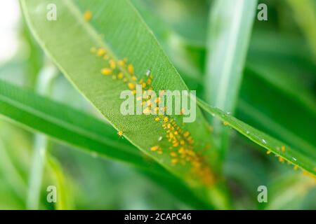 Détail d'une infestation de pucerons, Aphididae, se nourrissant de la sève d'une plante. Banque D'Images