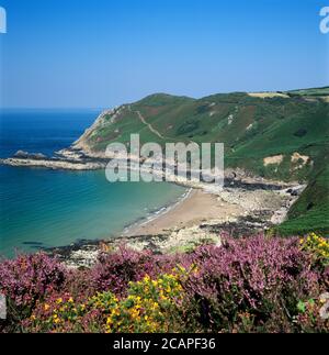 Vue sur Giffard Bay avec la bruyère et la gorge jaune, bonne nuit Bay, Côte Nord, Jersey, îles Anglo-Normandes, Royaume-Uni, Europe Banque D'Images