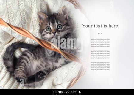 Le joli chaton rayé se trouve dans un panier sur une literie en maille. Sur fond blanc. Banque D'Images