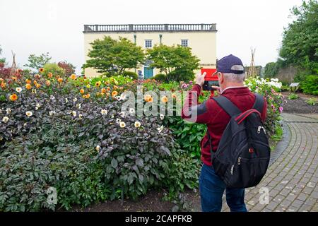 Homme visiteur personne prenant la photo des dahlias avec appareil photo de téléphone portable au jardin botanique national du pays de Galles à Carmarthenshire pays de Galles Royaume-Uni. KATHY DEWITT Banque D'Images