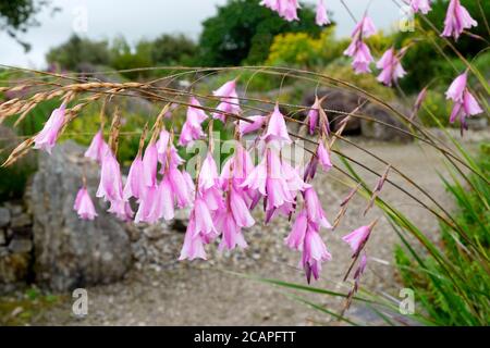 Dierama pulcherrimum ou barres de pêche d'Angel fleur rose vivace en fleur jardin botanique national du pays de Galles dans le Carmarthenshire pays de Galles Royaume-Uni. KATHY DEWITT Banque D'Images