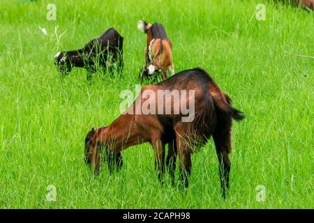 chèvre mangeant de l'herbe dans le champ Banque D'Images