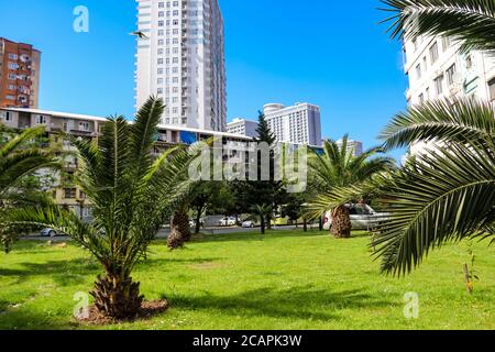 Palmiers pygmées (Phoenix roebelenii) dans le parc de la ville de Batumi, Géorgie Banque D'Images