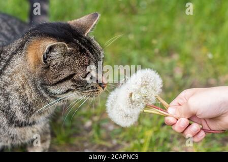 tabby chat sniffing pissenlits sur la nature en extérieur Banque D'Images