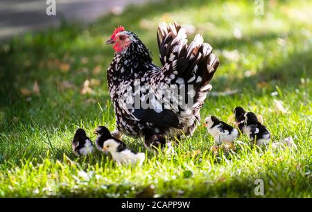 La poule et les poussins dans l'herbe sur une ferme. Banque D'Images