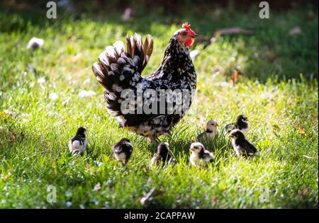 La poule et les poussins dans l'herbe sur une ferme. Banque D'Images