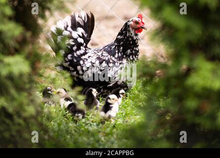 La poule et les poussins dans l'herbe sur une ferme. Banque D'Images