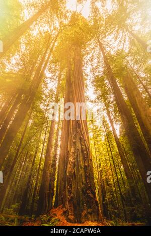 Séquoias géants dans le parc national et national de Redwood Forest, Californie Banque D'Images