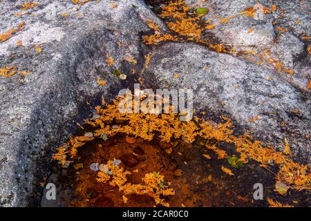 Affleurements de granite avec piscine d'eau et feuilles de cèdre déversées le long du lac supérieur à Katherine Cove, parc provincial du lac supérieur, Ontario, Canada Banque D'Images