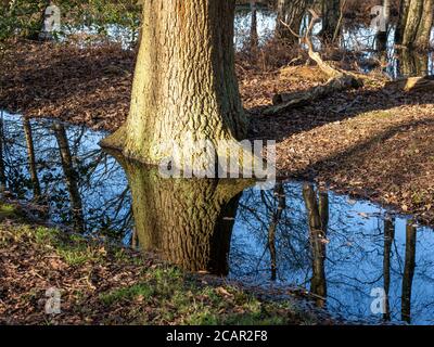 Troncs d'arbre et ciel d'hiver bleu clair réfléchi une flaque dans un bois Banque D'Images