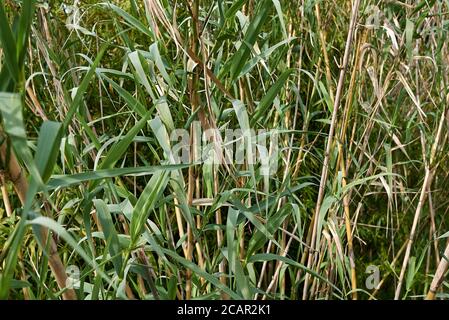 Arundo donax tiges et feuilles vertes fraîches Banque D'Images