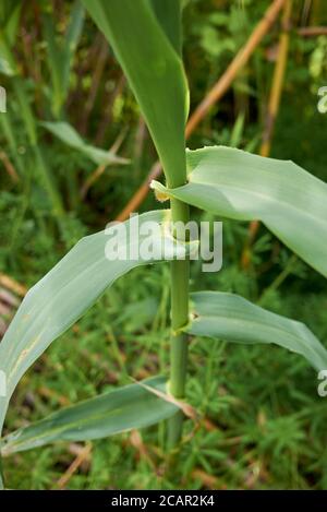 Arundo donax tiges et feuilles vertes fraîches Banque D'Images