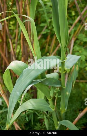 Arundo donax tiges et feuilles vertes fraîches Banque D'Images