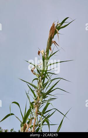 Arundo donax tiges et feuilles vertes fraîches Banque D'Images