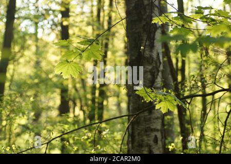 Mai matin dans la forêt, jeunes feuilles d'érable de printemps sur le fond des arbres, jour ensoleillé Banque D'Images