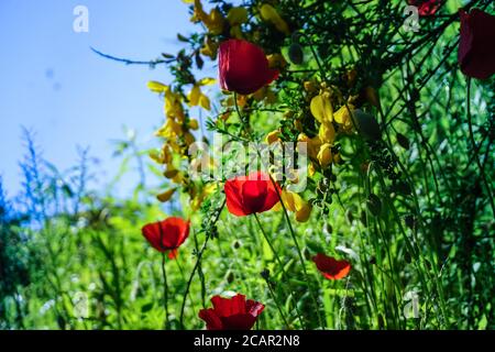 Coquelicot rouge et Gorse jaune avec la nature verte autour Banque D'Images