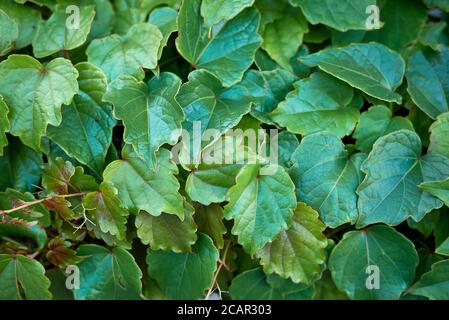 Parthenocissus tricuspidata vert feuillage frais Banque D'Images