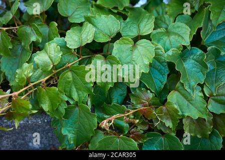 Parthenocissus tricuspidata vert feuillage frais Banque D'Images