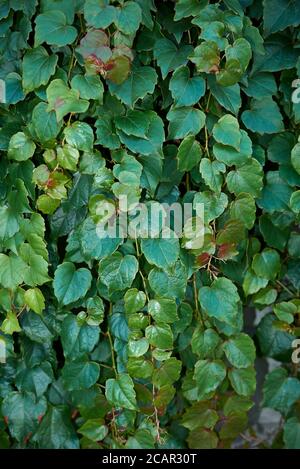 Parthenocissus tricuspidata vert feuillage frais Banque D'Images