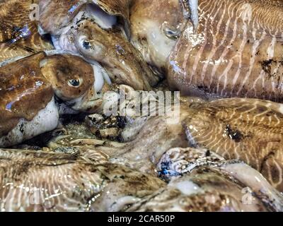 Macro d'un poulpe cru de fruits de mer Banque D'Images