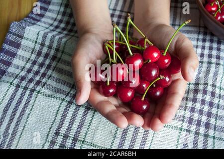 Une poignée de cerises. Une fille de 10 ans tient des cerises dans sa paume. Récolte de cerises Banque D'Images