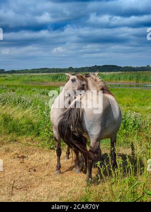 Konik ponies Equus ferus caballus Minsmere Suffolk Banque D'Images