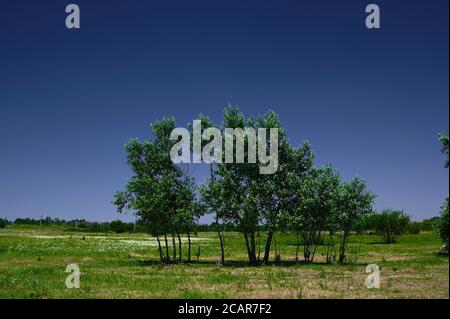 plusieurs arbres dans le champ dans l'après-midi contre le ciel, arrière-plan gros plan Banque D'Images