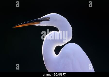 Un grand Egret ou un Egret américain (Ardea alba), J.N. Ding Darling National Wildlife refuge, Sanibel Island, Floride, États-Unis Banque D'Images