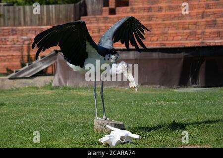 Adulte de la tempête de Marabou mangeant en captivité sous la lumière du soleil Banque D'Images