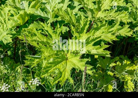 Heracleum sosnowskyi. Grandes feuilles vertes d'herbe à poux par temps ensoleillé. Banque D'Images