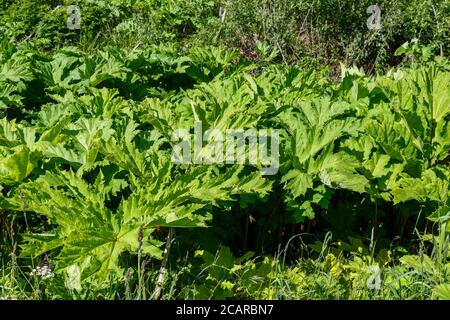 Heracleum sosnowskyi. De grandes feuilles vertes d'herbe à poux sur le côté de la route. Banque D'Images