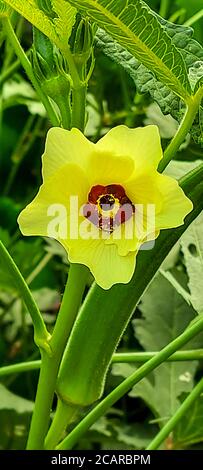 Okra, fleur jaune en fleurs dans le jardin potager Banque D'Images