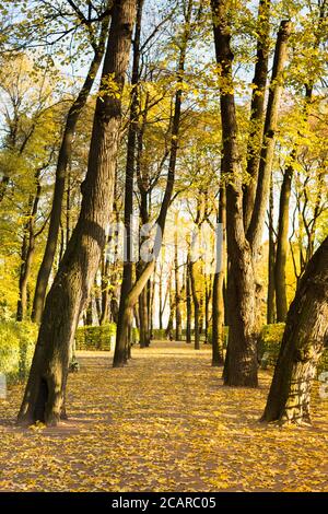 Belle allée de linden dans le parc historique (jardin d'été) à Saint-Pétersbourg avec des arbres colorés et la lumière du soleil, feuilles jaunes tombés sur le chemin. Ensoleillé Banque D'Images