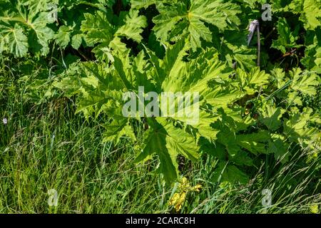 L'herbe de Sosnowsky. Heracleum sosnowskyi. Grandes feuilles vertes d'herbe à poux par temps ensoleillé. Banque D'Images