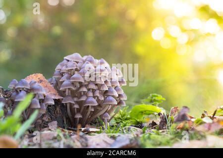 Belle famille de jeunes champignons avec de fines jambes au coucher du soleil, arrière-plan flou. Petits champignons sur bois pourri ou arbres tombés. Automne, mer aux champignons Banque D'Images