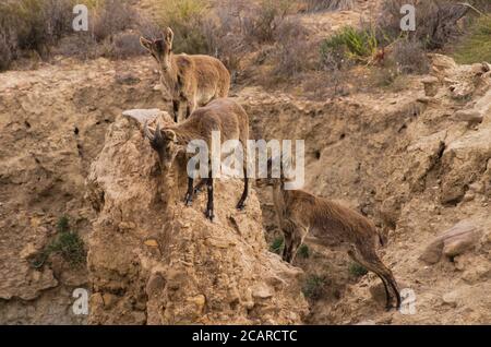 Famille de chèvres sauvages ibériques (Capra pyrenaica) Vue sur les environs dans le désert de Tabernas Banque D'Images